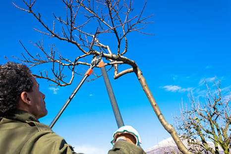 Emergency tree service picture